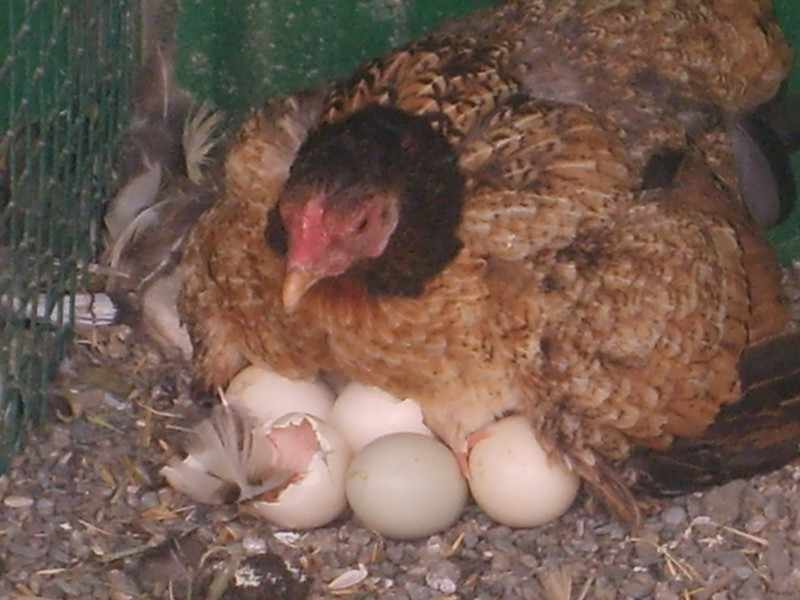 Наседка на яйцах