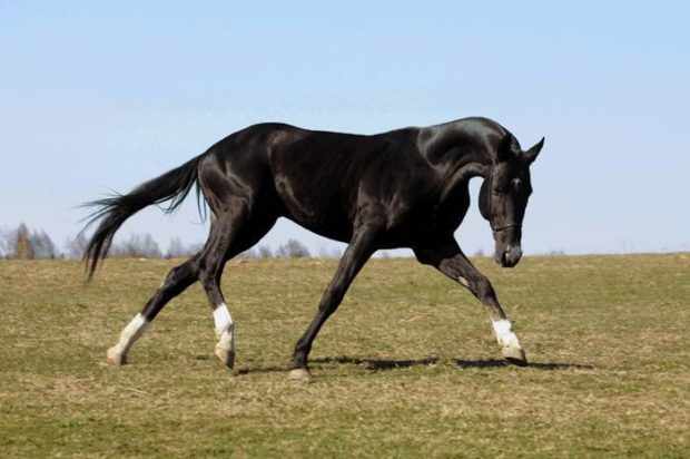 Конь ахалтекинской породы Фарух-Акым