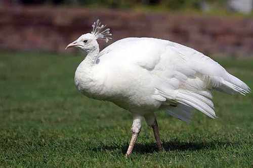 Самка белого павлина