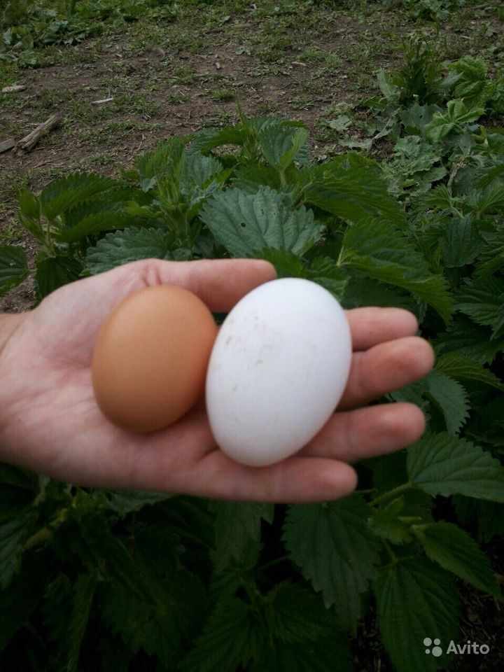 Белое яйцо леггорна
