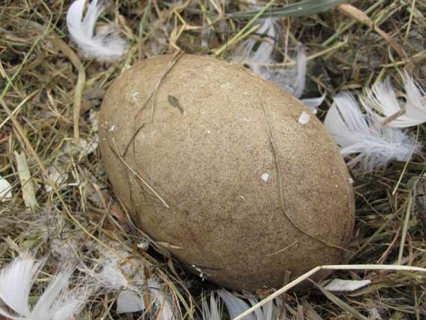 Яйцо лебедя в гнезде