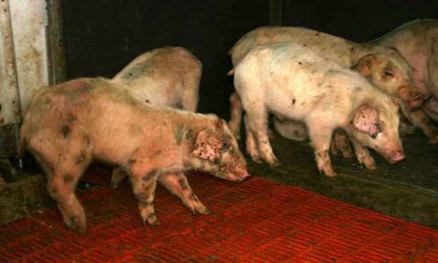 Больные пастерелезом свинки