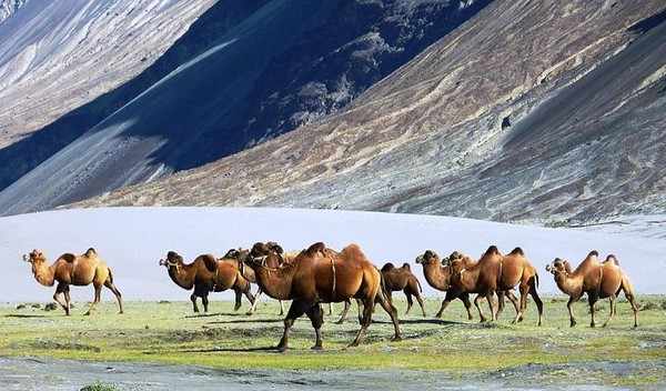 Бактрианы верблюды в Казахстане