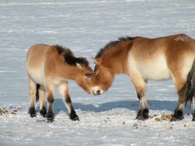 Лошади Пржевальского зимой