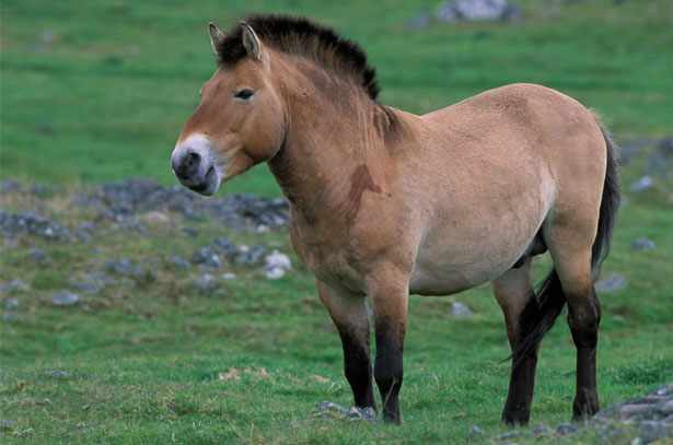 Порода диких коней Пржевальского