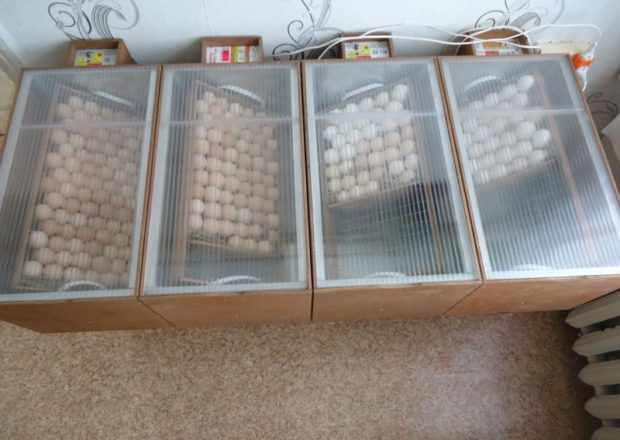 Поворот яиц в инкубаторах