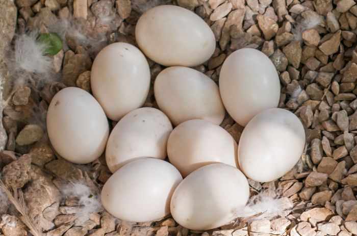 Яйца мускусной утки