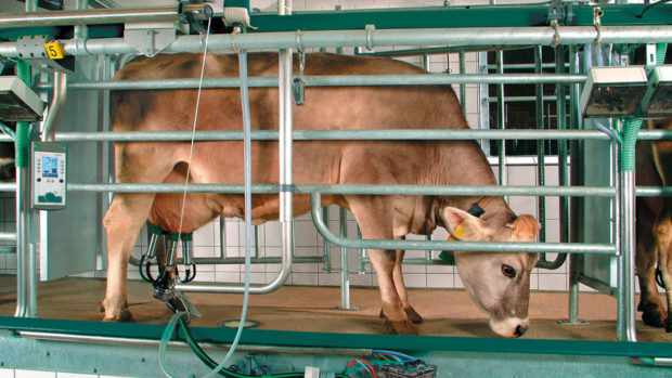 Процесс доения коровы