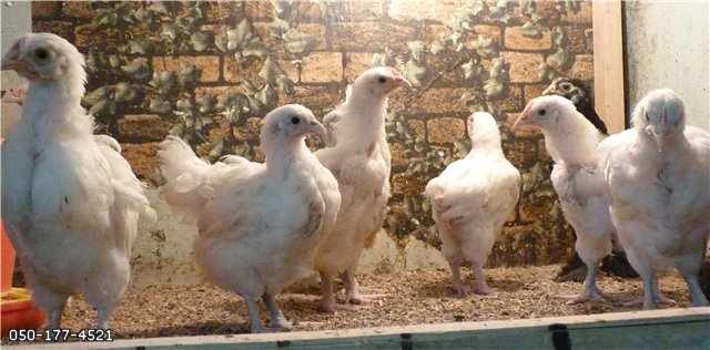 Орпингтон белый - цыплята