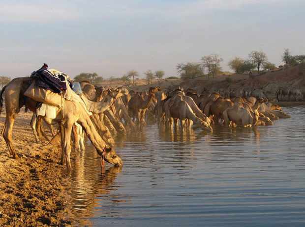 Верблюды пьют до 100 л воды за раз
