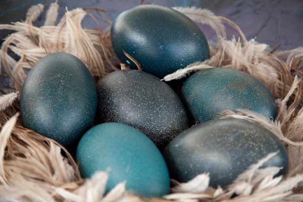 Яйца Эму имеют синий или зеленый цвет