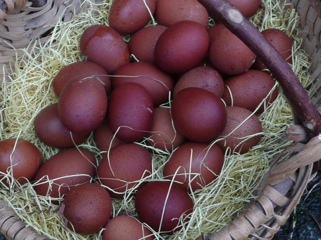 Яйца кур Маран