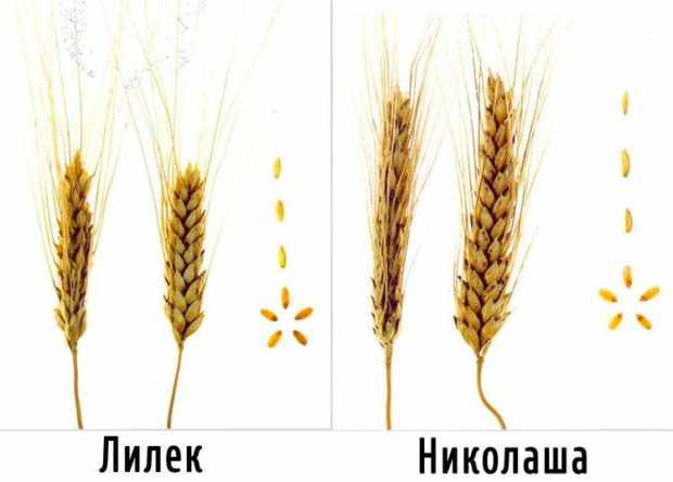 Сорта твердой пшеницы