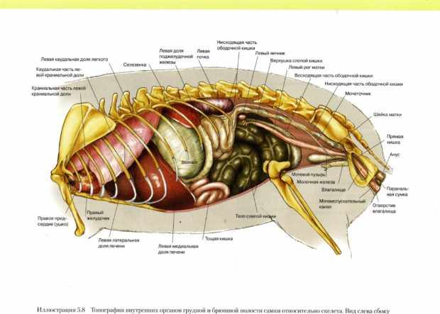Внутренние органы самки морской свинки