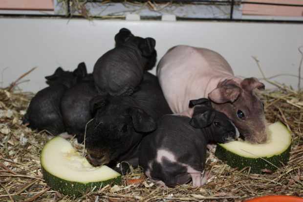 Семья свинок скинни может иметь до 10 малышей