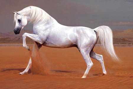 Лошадь хадбан - самая крупная из арабских