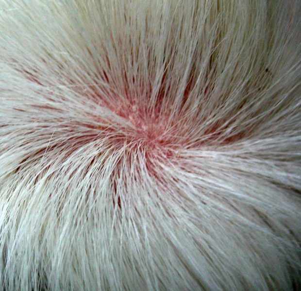 Аллергия у свинки проявляется и на коже