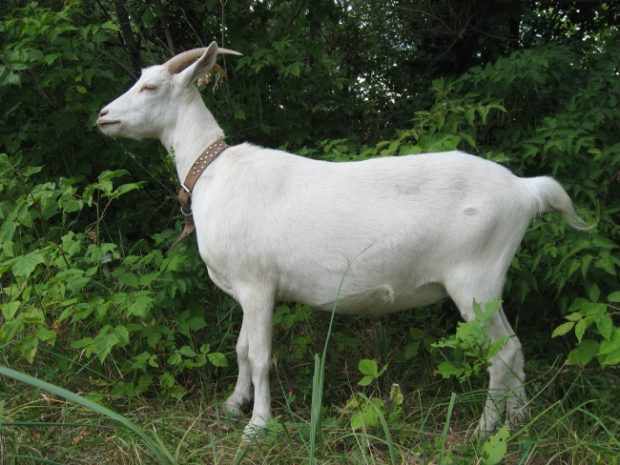 Зааненская молочная коза