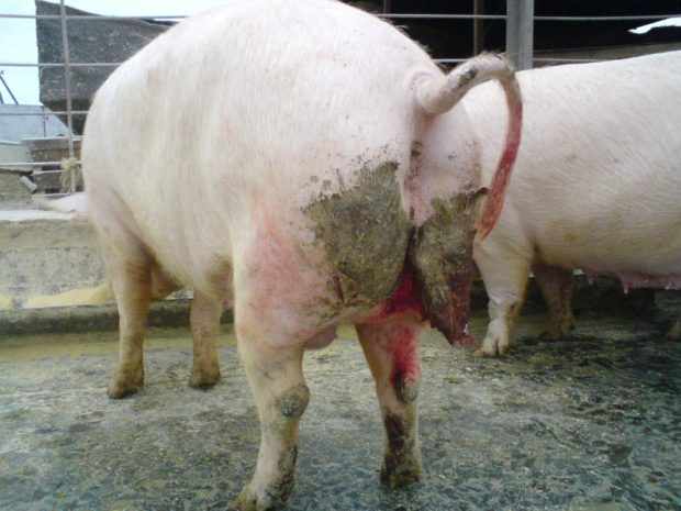 Понос у свиней вызывает истощение