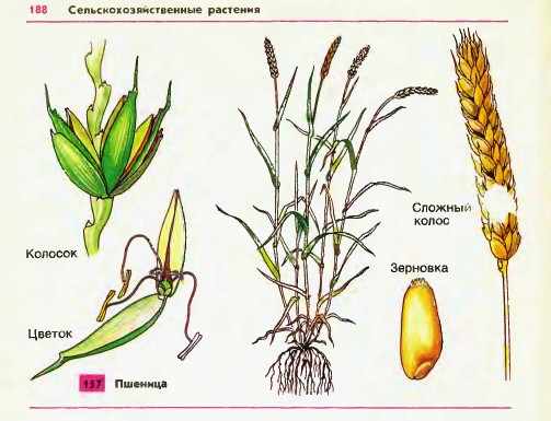 Строение куста пшеницы