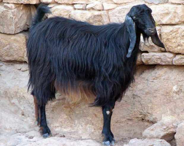 Черная пуховая порода коз