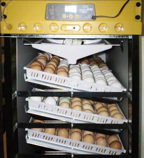 Лотки наклонные в инкубаторе