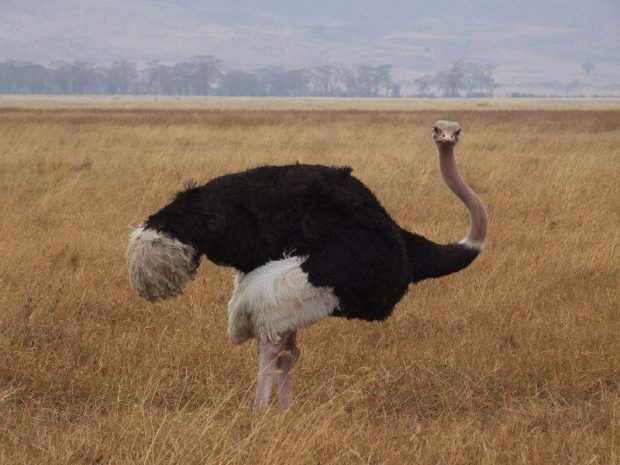 Африканский страус - самый крупный
