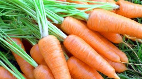 Морковь для коров - источник витаминов и клетчатки