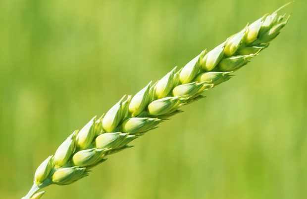 Колос яровой твердой пшеницы
