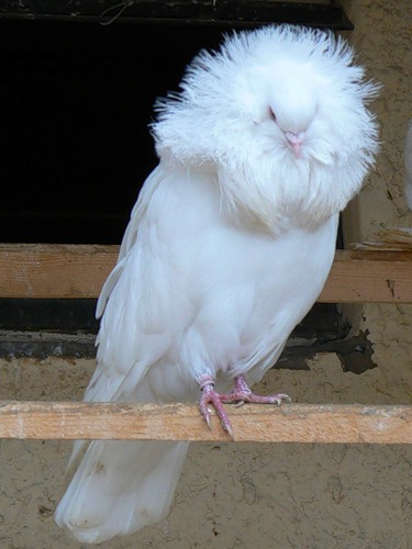 Париковый голубь якобин
