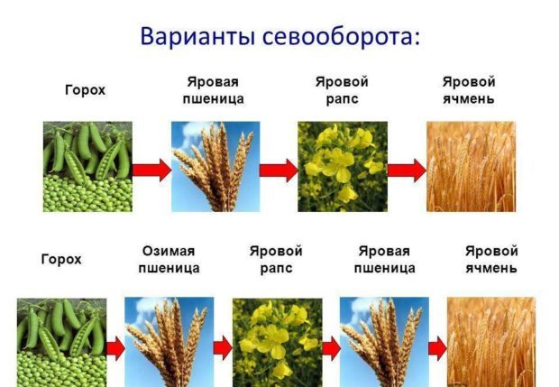 Севооборот в выращивании пшеницы