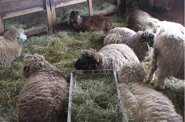 Овцы в стойле на сене
