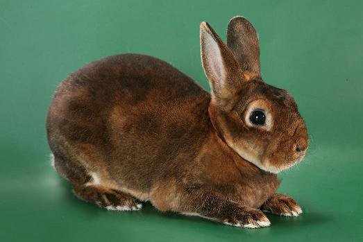 Кролик карликовый рекс, цвет бобер