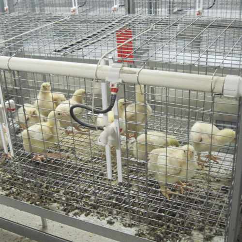 Цыплята в клетках с сеточным полом
