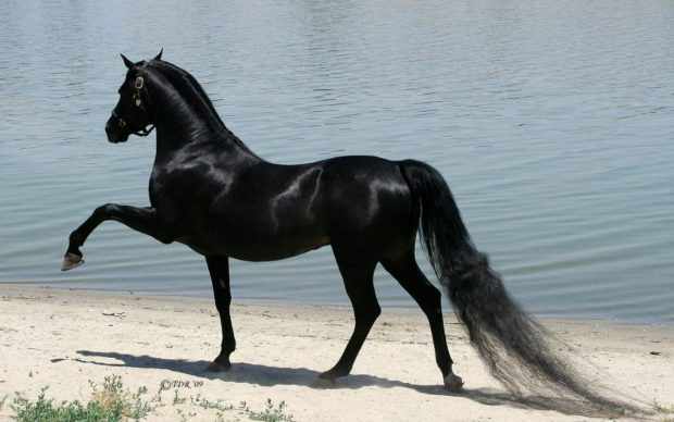 Арабская порода коней