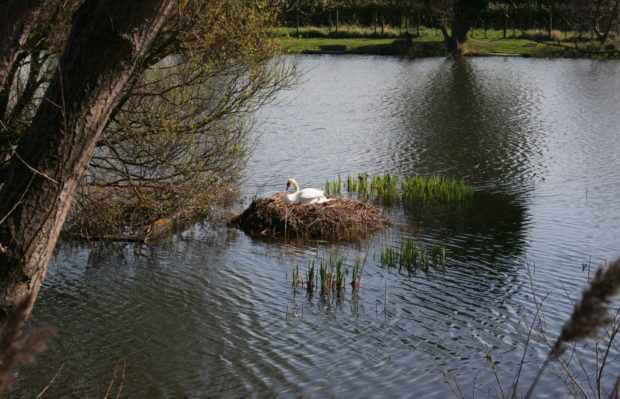 Гнездо лебедя на воде
