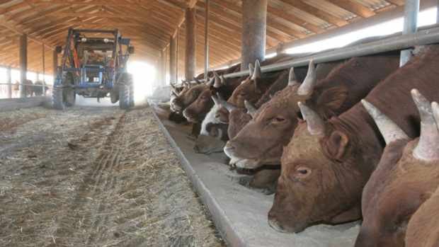 Ферма на 100 голов бычков