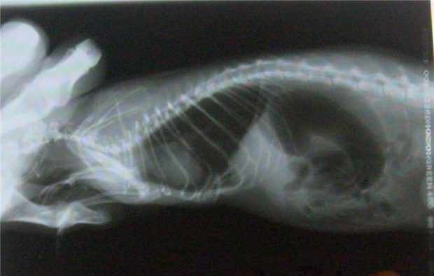 Пневмония у морской свинки на рентгене