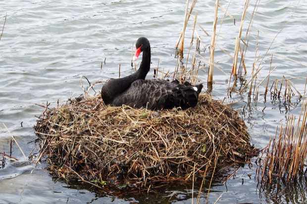 Гнездо черного лебедя в природе на воде