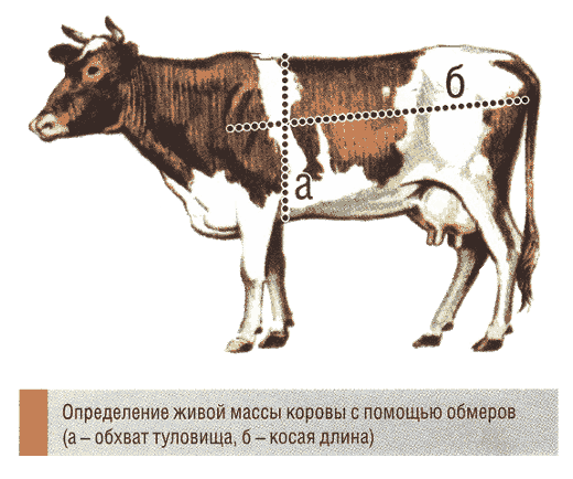 Обмер коровы