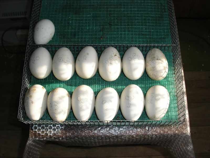 Яйца с метками