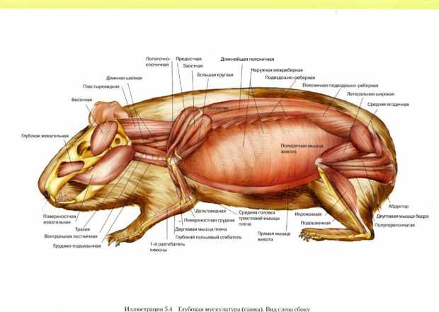 Внутренняя мускулатура морских свинок