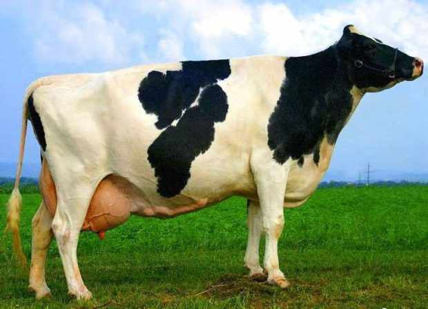Телосложение высокоудойной коровы