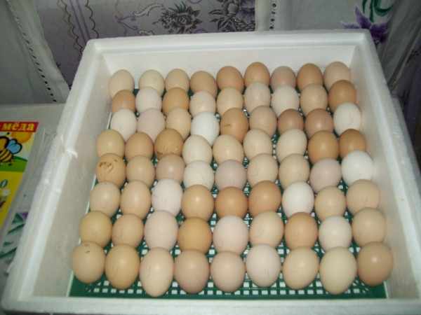 Закладка яиц