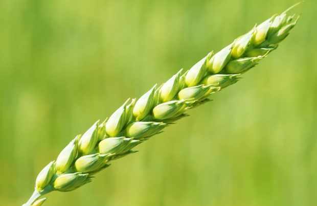 Колос яровой пшеницы
