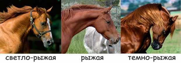 Оттенки рыжей масти лошадей