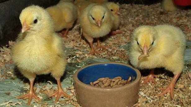 Цыплята бройлеров должны быть энергичными и с хорошим аппетитом