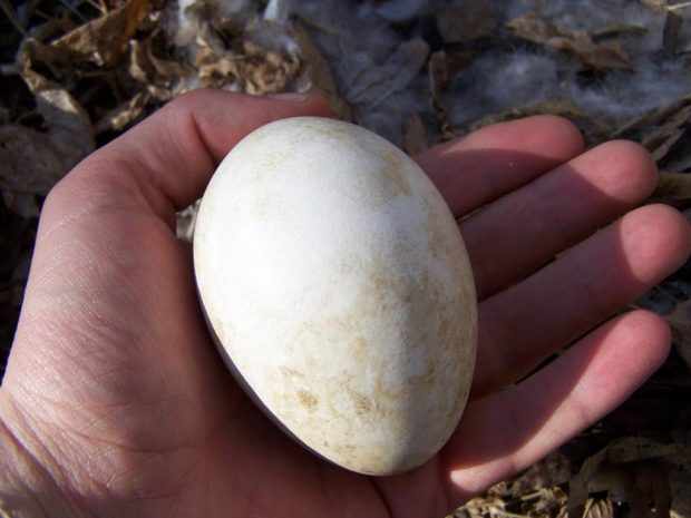 Яйцо павлина крупное и с твердой скорлупой