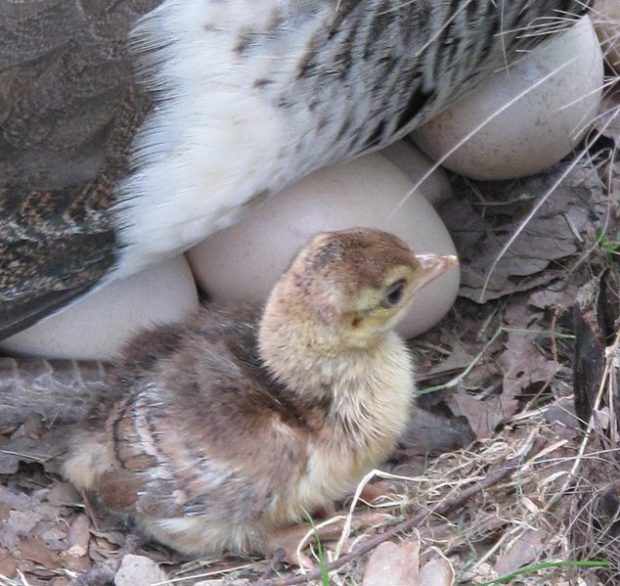 Птенец и яйца в гнезде