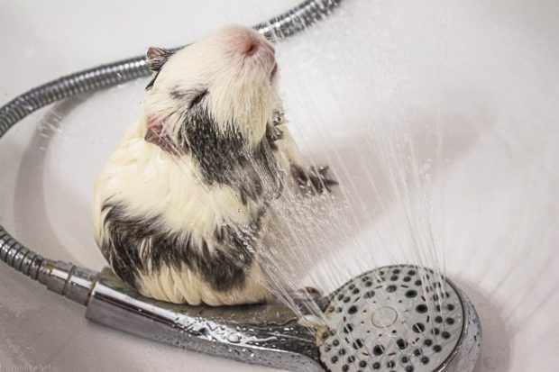 Свинка купается под душем